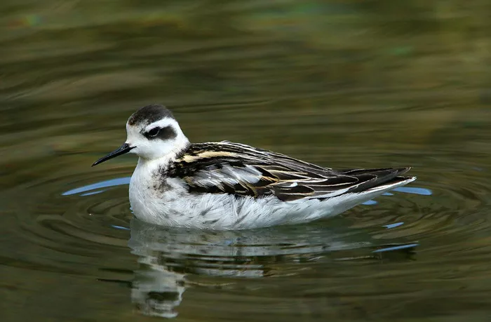 Phalarope1