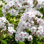 Phlox