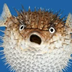 Pufferfish