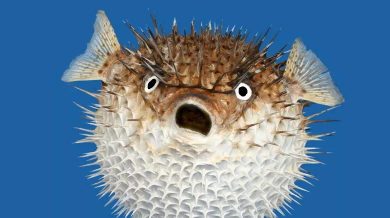 Pufferfish