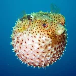 Pufferfish1