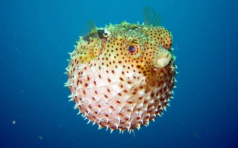 Pufferfish1