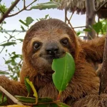 Sloth