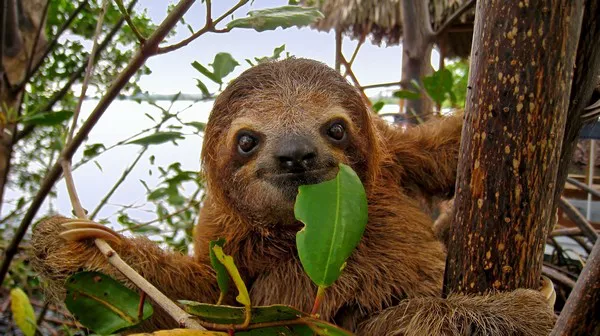 Sloth