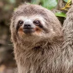 Sloth1