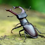 Stag beetle