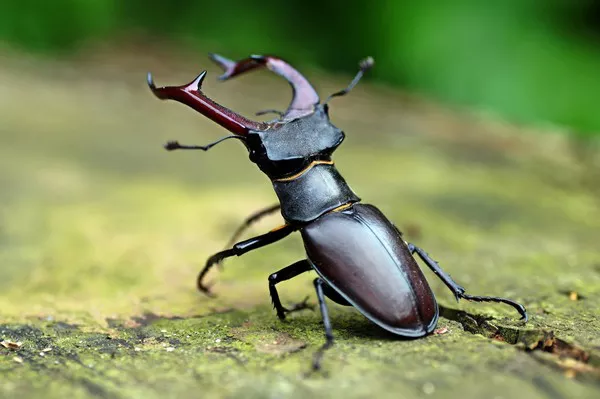 Stag beetle