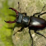 Stag beetle1