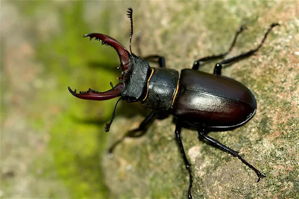 Stag beetle1