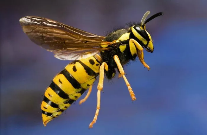 Wasp1