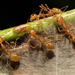 Weaver ant