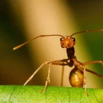 Weaver ant1