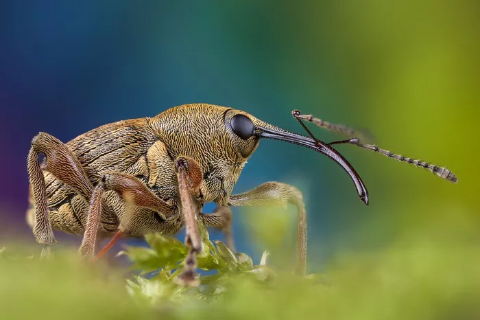 Weevil