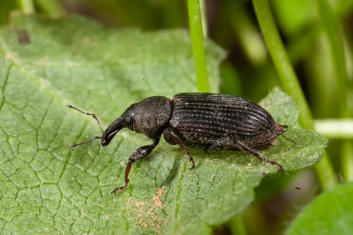 Weevil1