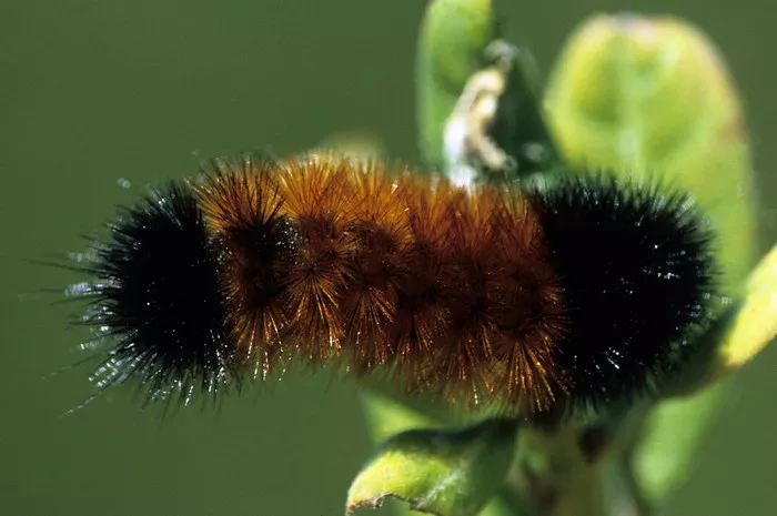 Woolly Bear