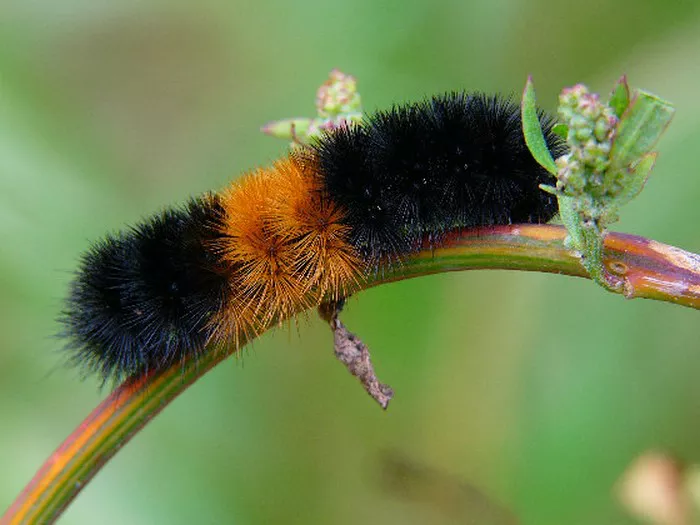 Woolly Bear1