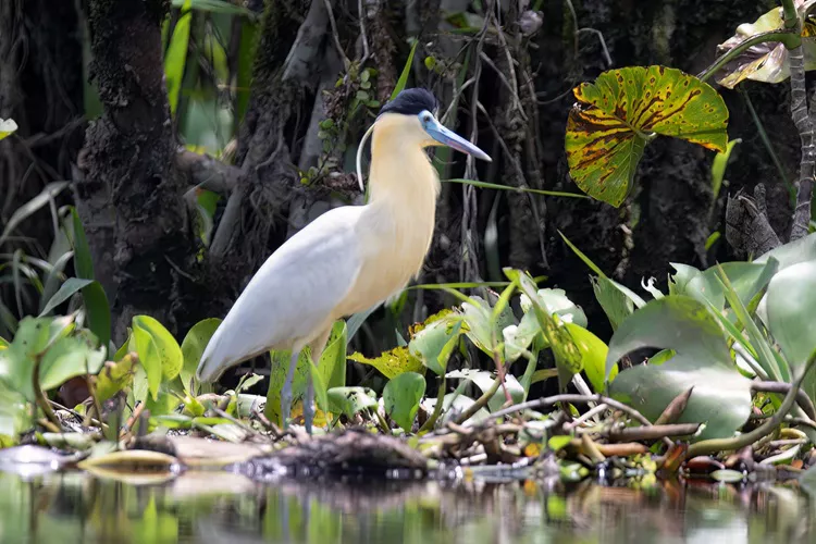 42 Capped Heron Quotes, Sayings, And Proverbs - Ourspiritanimal.com